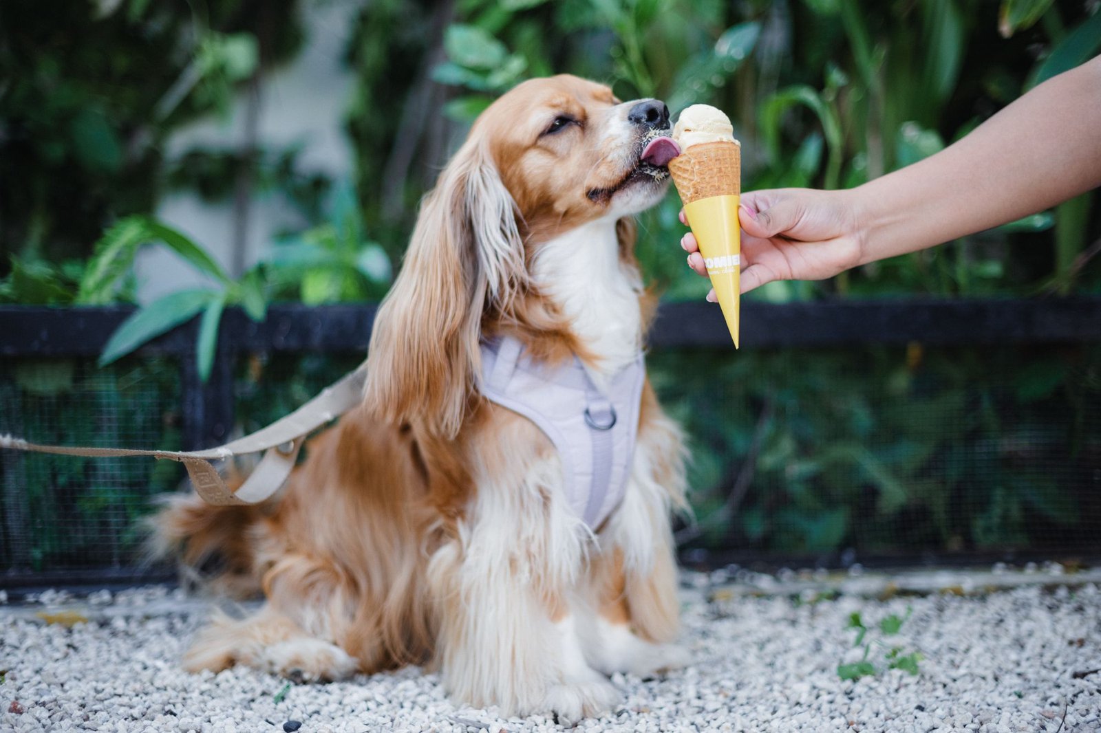 Un perro cocker disfrutando un cono de Cocomiel
